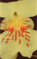 Orchidea dell’Angelo Custode
