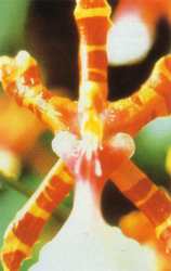 Orchidea del Cioccolato