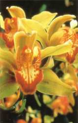 Orchidea della Coordinazione