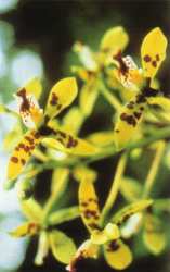 Orchidea Deva