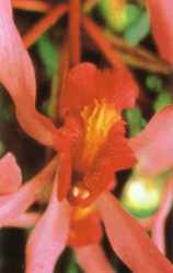 Orchidea del Sé Superiore