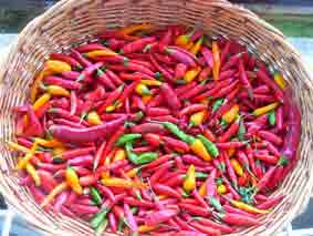 peperoncini in essiccazione