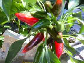 Fotografie del peperoncino