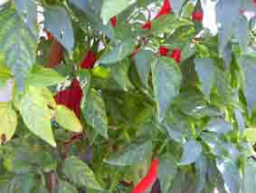 peperoncino di cajenna
