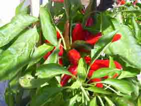 peperoncino di Diamante