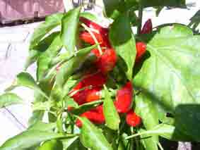 peperoncino a ciuffo