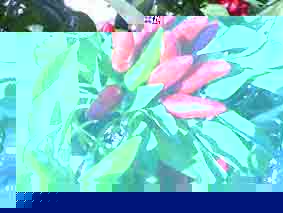 peproncini da essiccazione