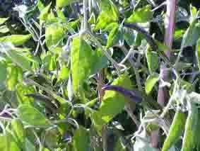 peperoncini verdi