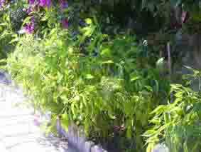 piante di peperoncino