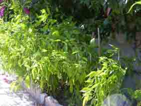 piantagione del peperoncino